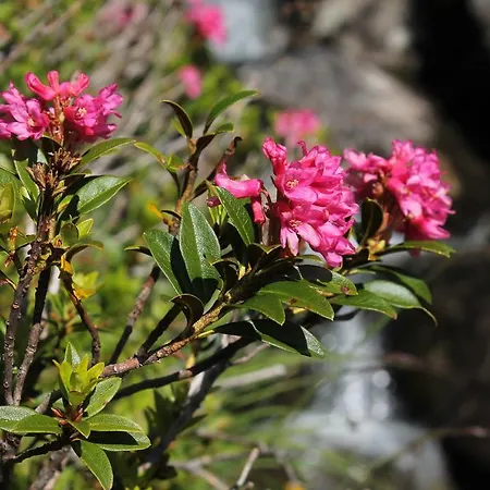 福卡餐厅酒店 酒店 迪森蒂斯