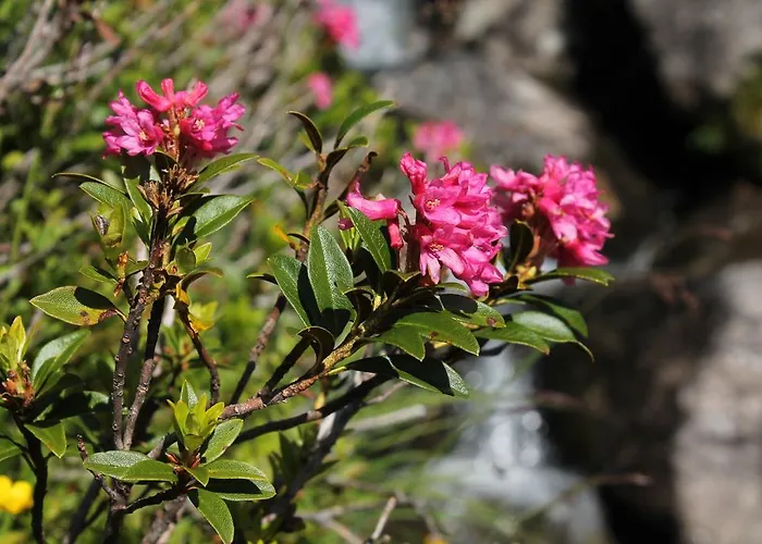 Restaurant La Furca Hotel Disentis